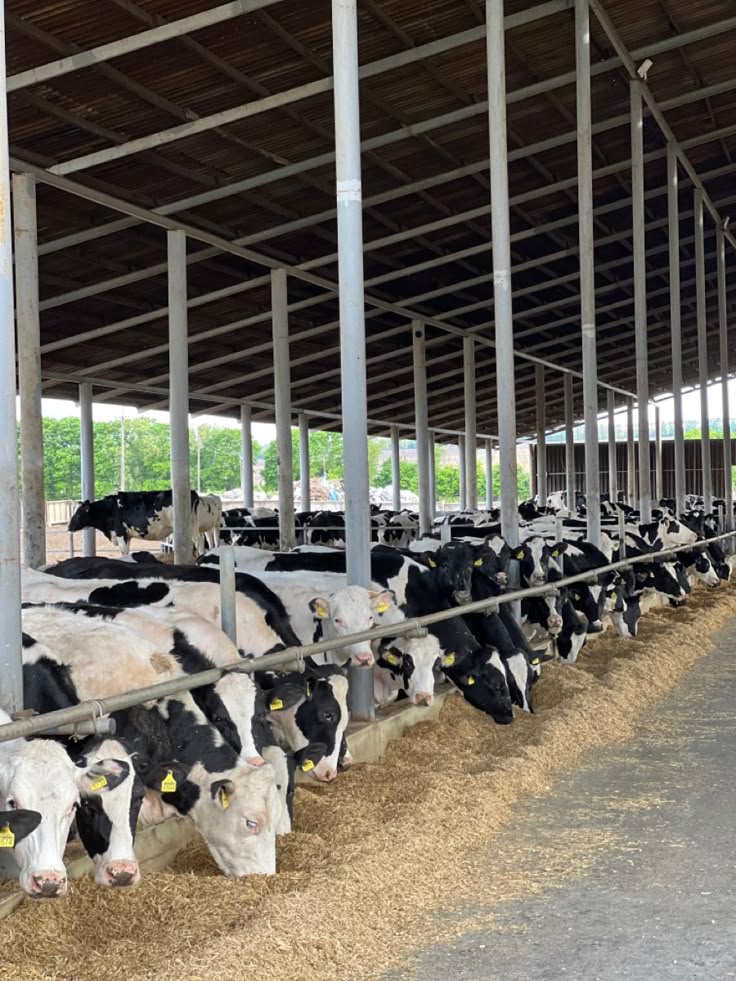 Cow Housing