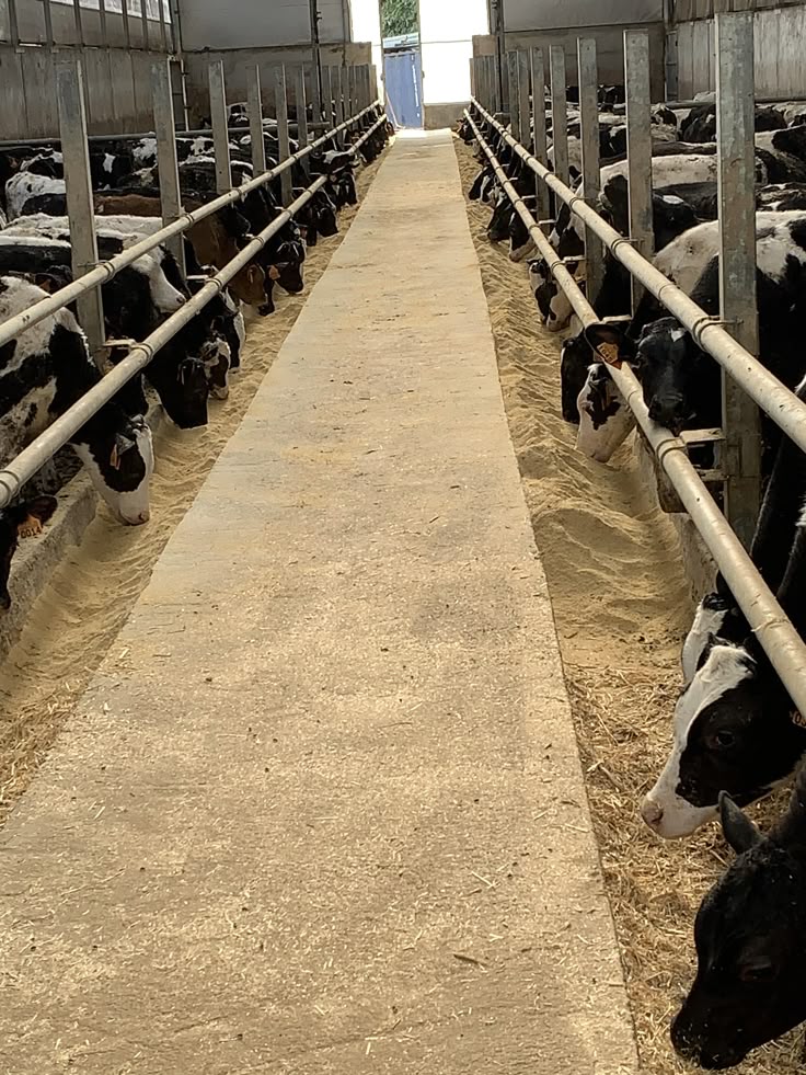 Dairy Farm Operations