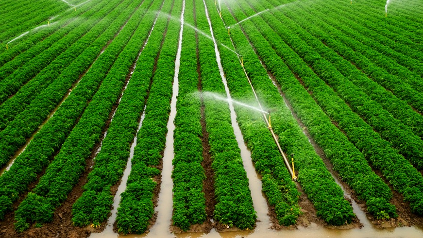 Drip Irrigation System Detail