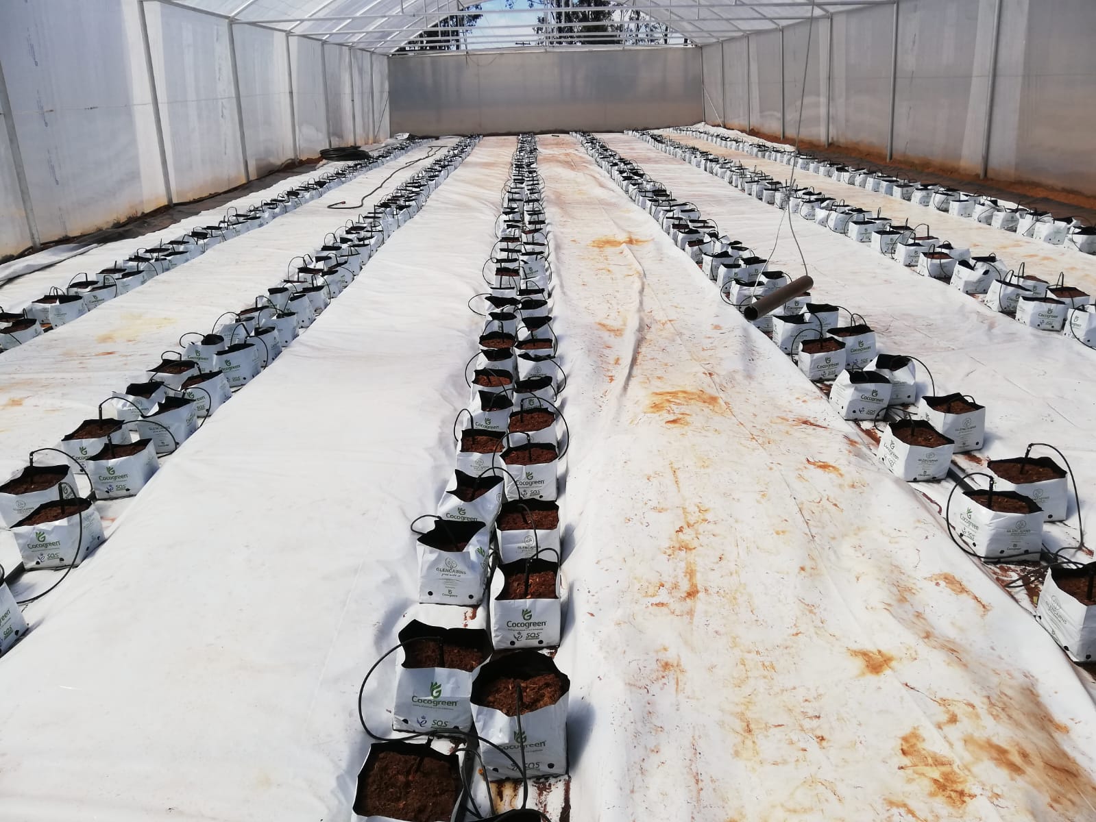 Greenhouse Interior
